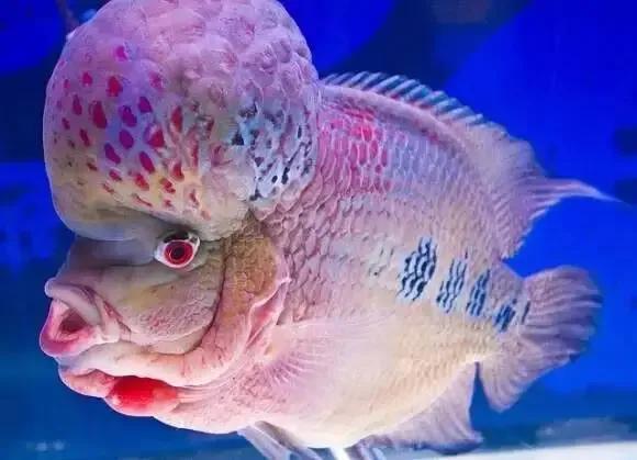 100多种神仙鱼欣赏，鳕鱼图片大全