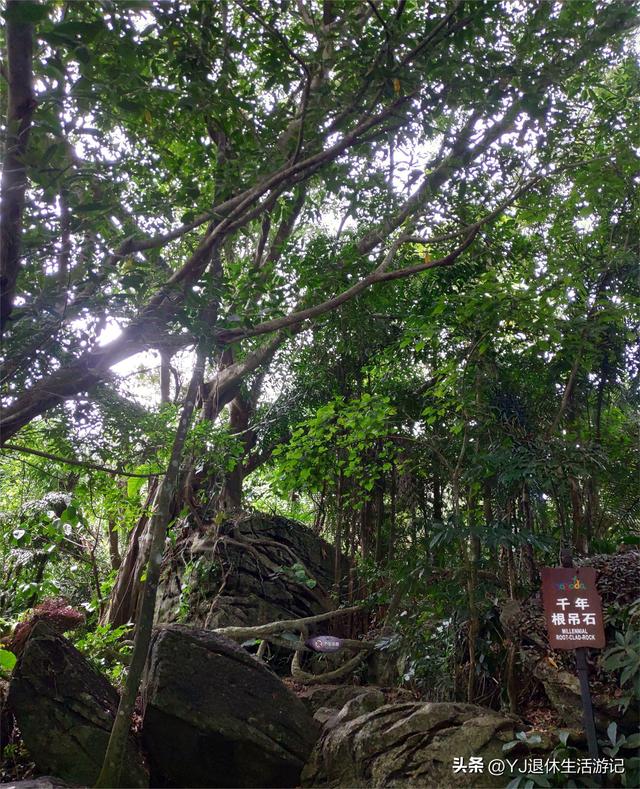 呀诺达热带雨林，呀诺达雨林文化旅游区官网（呀诺达景区探寻热带雨林奇观）