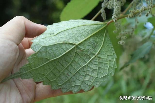 五蠹是哪五个，指的是哪五蠹？之首是儒术吗（中国麻类作物大全）