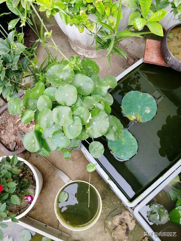 铜钱草水培方法，水里加点“河沙”（铜钱草水培方法和注意事项）