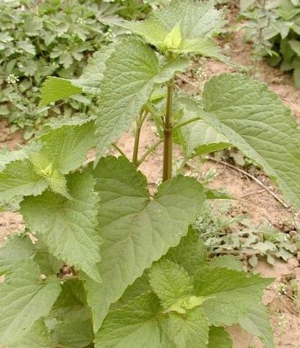 有哪些野菜可以吃，有哪些野菜可以吃视频播放（120种野菜介绍）