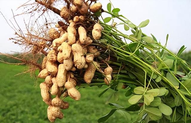 花生的种植方法与管理技术，花生的种植方法与管理技术视频（花生高产栽培技术的8个要点）