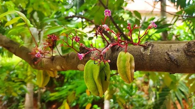 如何腌制酸杨桃，腌制酸杨桃的功效与作用（杨桃酸酸甜甜好想吃？且慢）