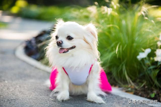 十种最好养的小型犬，十大适合家养的小型狗（那迷你小狗品种有哪些）