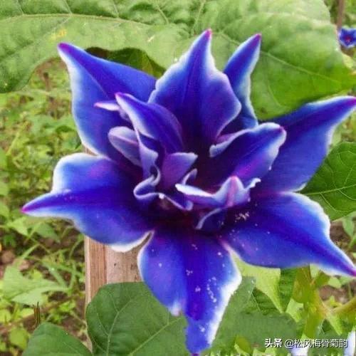 蓝色风信子花语，蓝色风信子花语是什么（分享蓝色的花）