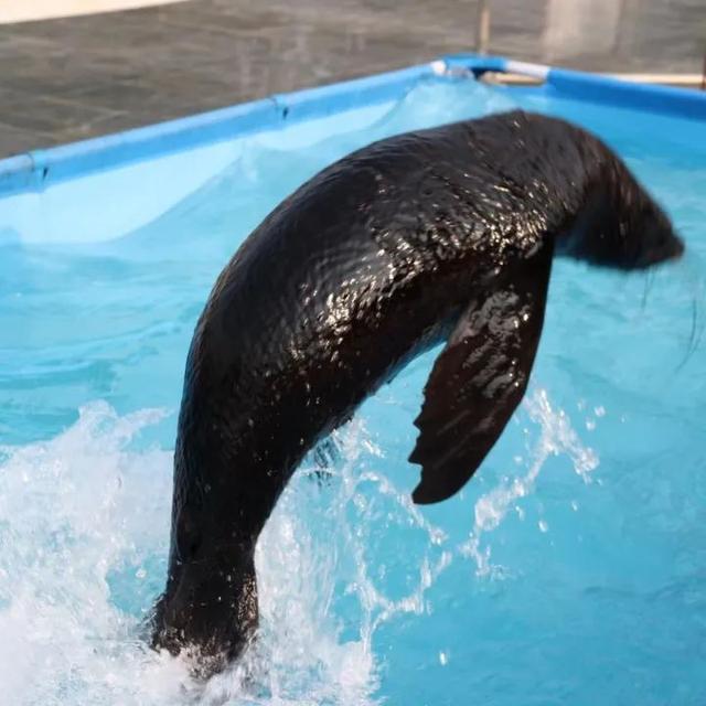 容易表演的小节目，表演的节目有哪些（陈家沟景区上演海狮表演）