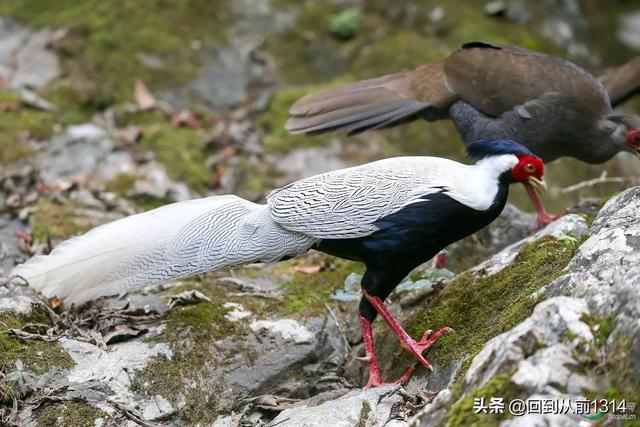 白娴鸟（白娴鸟图片，白娴鸟怎样的养殖（白鹇鸟唯美图片）
