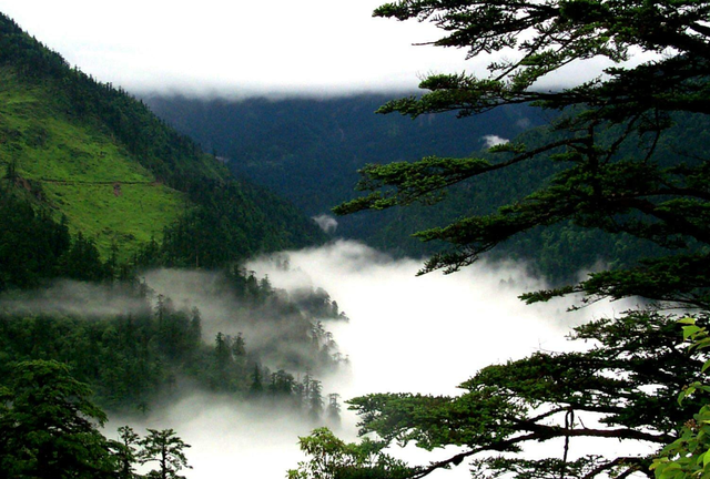 黑竹沟在四川的哪里，四川黑竹沟景区在哪里（诡异的四川禁地“黑竹沟”）