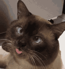 猫唇是什么唇形，猫唇是什么样子的（猫咪舔嘴就是嘴馋）