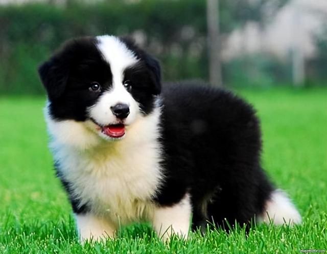 如何正确饲养边境牧羊犬，教你怎么饲养边境牧羊犬