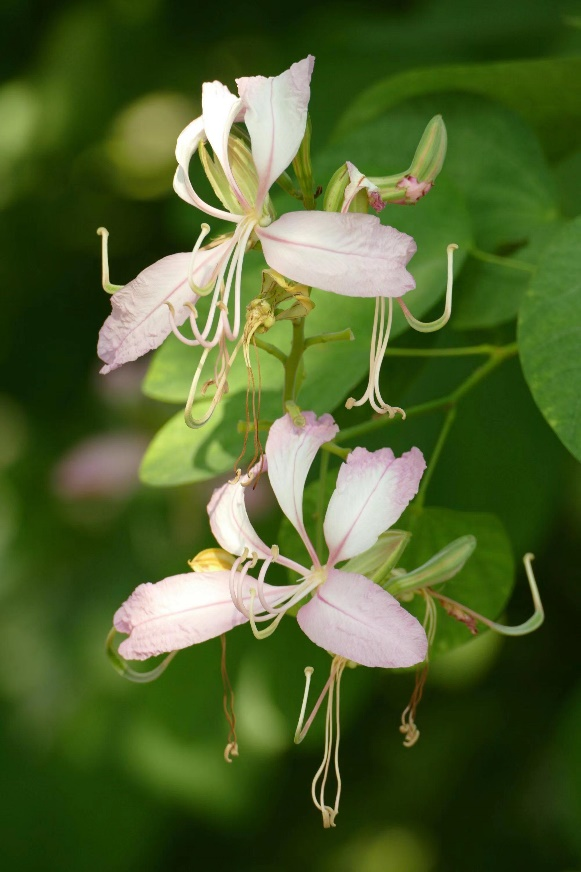 香港的市花是什么，香港市市花是什么（香港特别行政区的区花紫荆花是朵什么花）