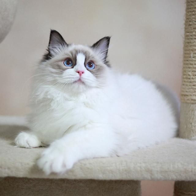 猫界最通人性的6种猫，最“通人性”的几种猫