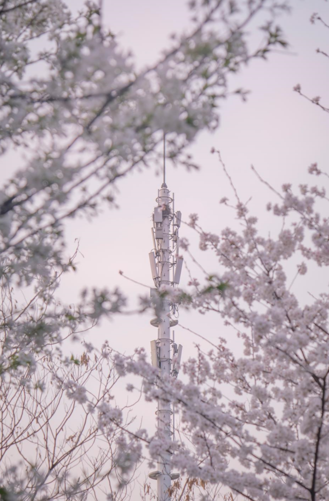 学校校花（高清组图曝光）