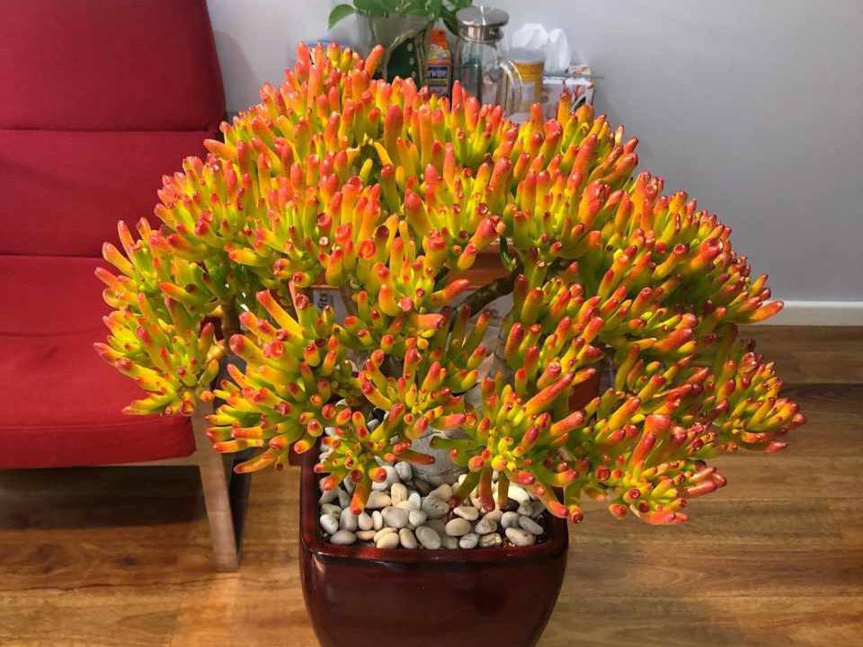 马齿苋多少钱一棵，马齿苋药材价格（堪称“死不了”）