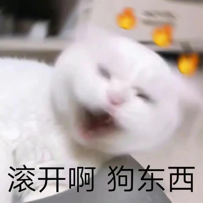 狗狗和猫的表情包，表情包：小猫小狗的表情包