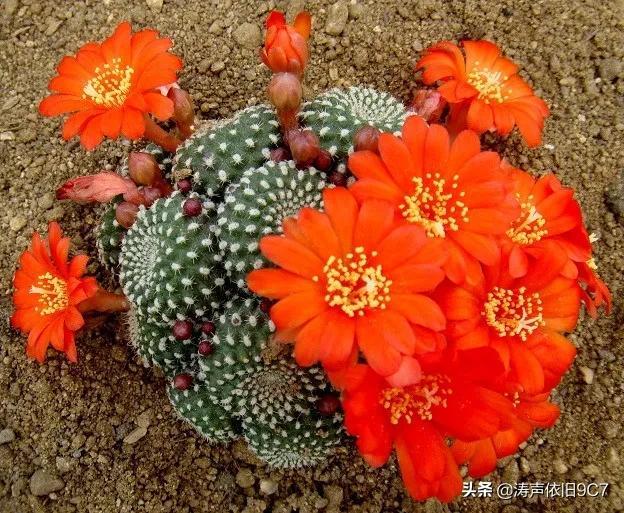 子孙球的风水学应用-子孙球在家居中的作用，子孙球寓意（分享—子孙球开花图片大全）