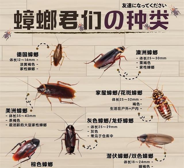 蟑螂种类大全图片