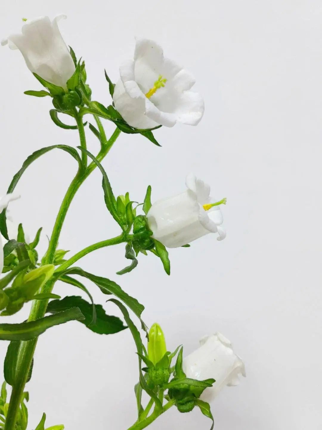 风铃草属什么科（怎么识别认识风铃草）