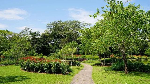 关于爵床科介绍，爵床科的特点（西双版纳植物园亮相了）