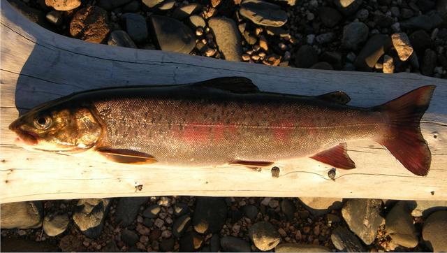 白色的鱼是什么鱼，白色的观赏大鱼是什么鱼（黑龙江鱼类之“三十二杂鱼”图谱）