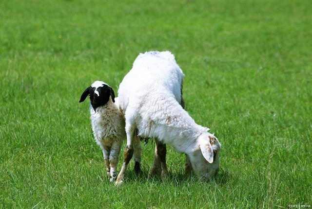 草原旅游去哪里好草原旅游胜地，草原旅游胜地有哪些（来这个内蒙最美的草原吧）