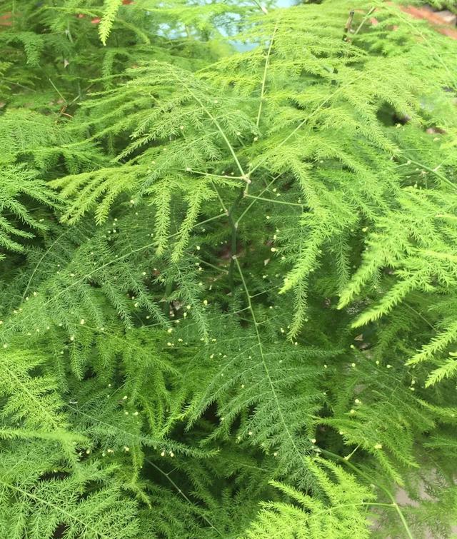 各种花的象征意义，各种花卉及寓意（开花都是好兆头）