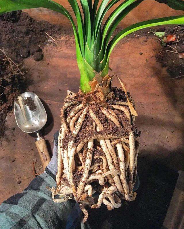 又高又深的花盆适合种什么花，高花盆适合种什么花（5种“贵气花”）