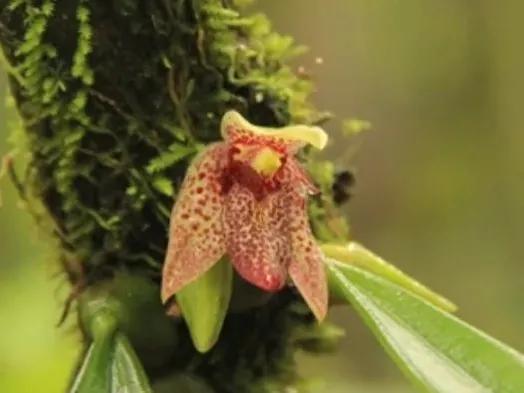 鲜花的花语和花的数目的寓意，鲜花数量的寓意（100种迷人的“数字花”）