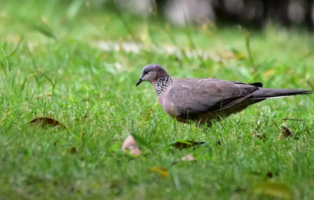 关关雎鸠是成语吗，“关关雎鸠”（为何说吃它的肉会有很大的危害）