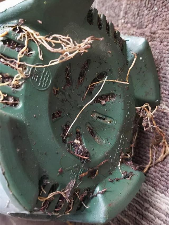 法国香水花，堪称开花界“航空母舰”（法国香水花有毒吗）