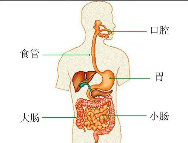 只吃不拉的动物，只吃不拉的动物叫什么（为什么不会被屎憋死）