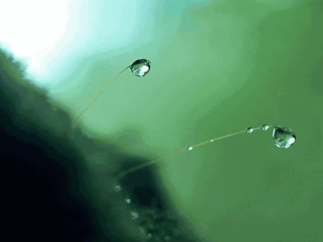 好雨知时节，好雨知时节,当春乃发生.随风潜入夜,润物细无声的意思（十首春雨的诗词）