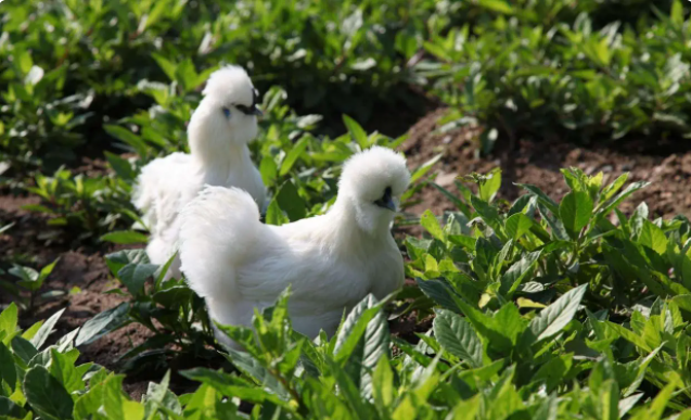 家禽的名字有哪些，家禽动物名称（你认识中国本地鸡的哪几种）