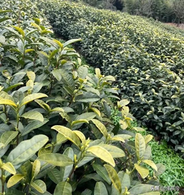 黄金芽茶的功效与作用，堪比黄金的茶中大熊猫