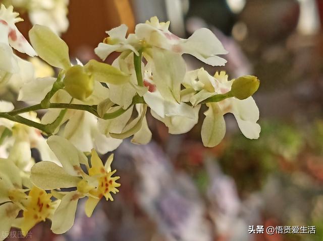 十大最香兰花品种，11种难得一见的名贵兰花