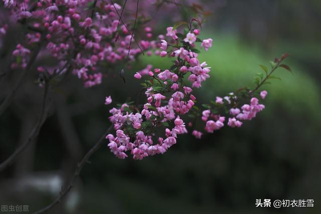 苏轼关于写海棠花的诗，苏轼海棠五首赏析