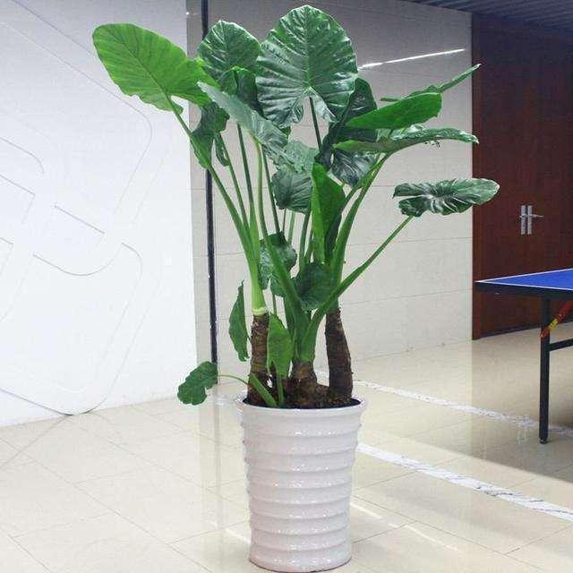 地狱花的花语是什么，地狱花园2021（12种“小毒花”）