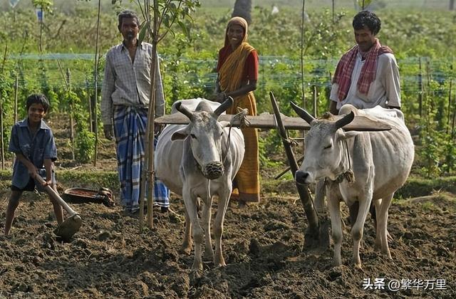 印度国土面积多少平方公里，印度国土面积多少平方公里美国（印度耕地面积高于中国）