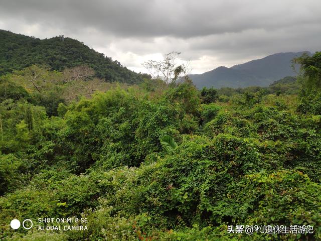 呀诺达热带雨林，呀诺达雨林文化旅游区官网（呀诺达景区探寻热带雨林奇观）