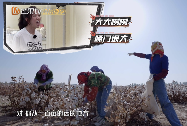 新疆摘棉花是什么梗，张智霖戴头巾摘棉花被阿姨误认为20多岁