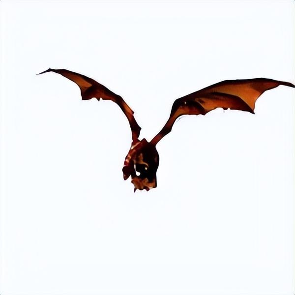 魔兽世界红玉圣殿在哪啊，魔兽世界北部圣殿在哪（魔兽副本介绍——红玉圣殿）