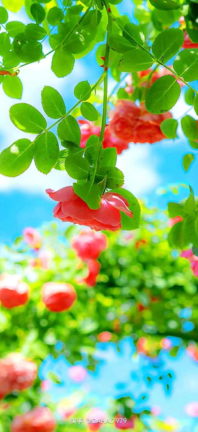 绿色聊天背景图，怎样能把微信聊天背景调成绿色的（绿色背景壁纸，好看的壁纸）