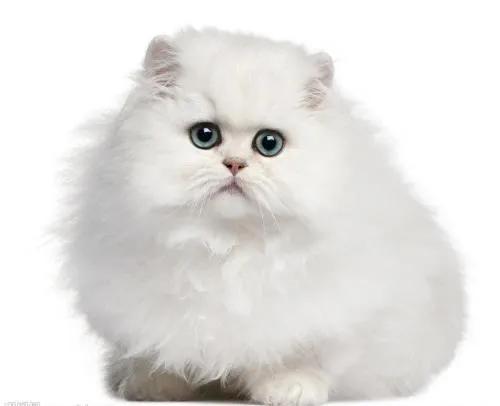 波斯猫多少钱一只，折耳猫价格多少钱一只（宠物猫价格排行榜）