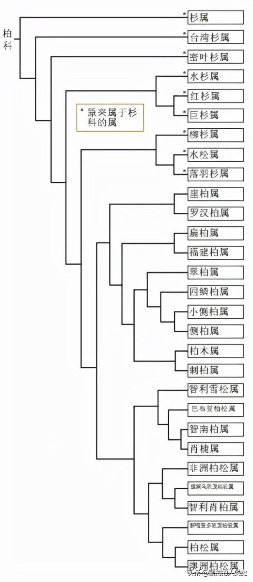 澳洲杉寿命多长，澳洲杉一年能长多少（松柏目—柏科）