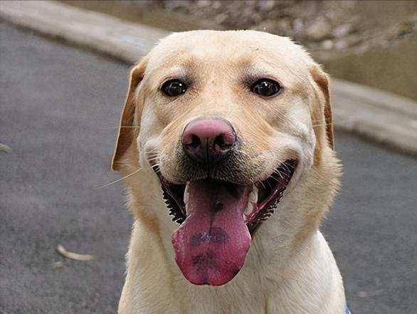 招财又吉利的狗名字，给狗取什么名吉利招财（老一辈常挂在嘴边的“招财狗”）