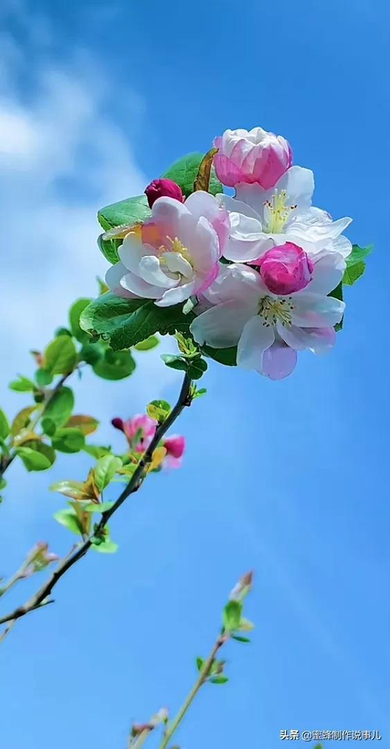 适合做微信头像的花朵图片，微信头像风景花朵图片     春暖花开（春暖花开的季节，美如仙境）