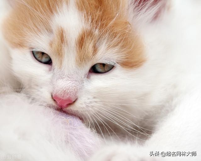 好听的猫咪名字100个，猫咪取什么名字好听（小众高级猫咪名字）