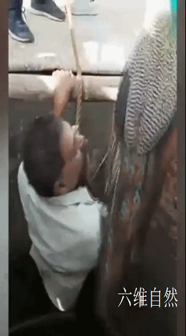 孔雀会飞吗，孔雀会飞吗是鸟类的吗（​印度一只孔雀跌下18米的深井）