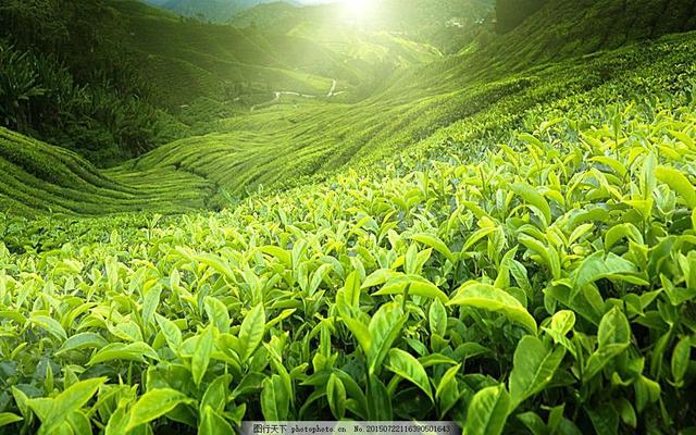 桑茶坑道中原文，茶亦醉人何须酒