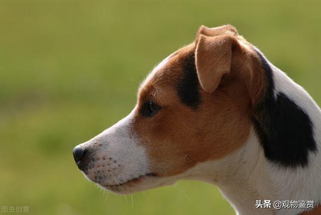 猎犬品种排名，大型犬类品种大全图片（怎样训练猎狗勤快搜山）